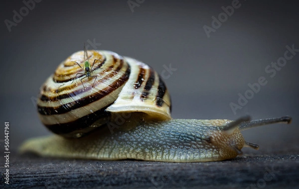 Fototapeta OLYMPUS DIGITAL CAMERA