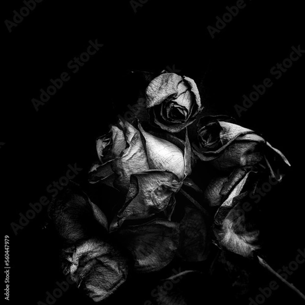 Fototapeta OLYMPUS DIGITAL CAMERA