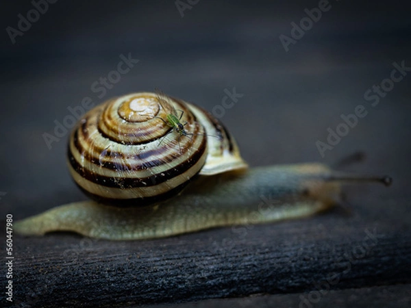 Fototapeta OLYMPUS DIGITAL CAMERA