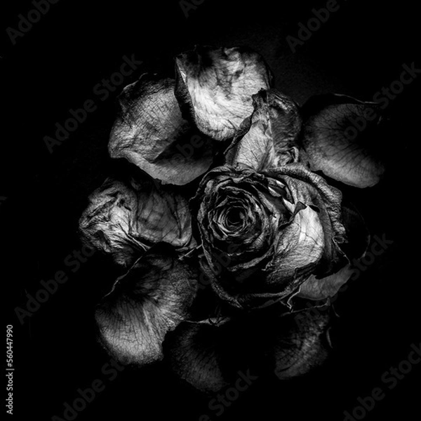 Fototapeta OLYMPUS DIGITAL CAMERA