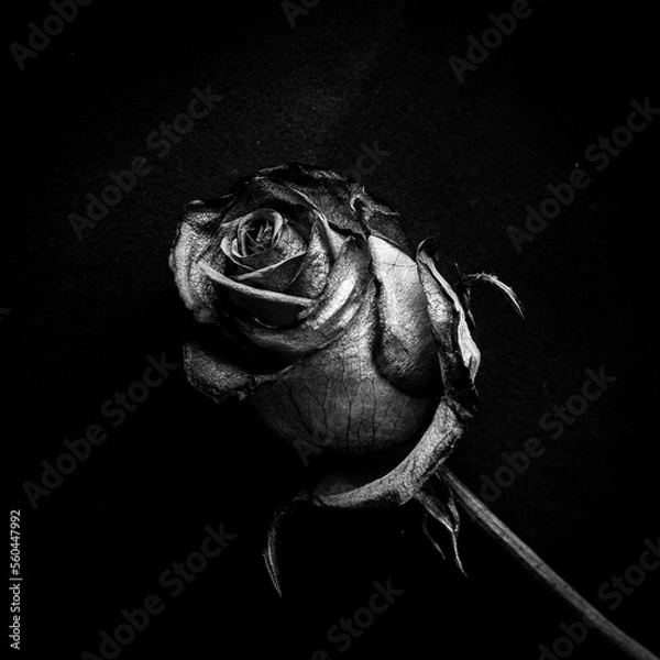 Fototapeta OLYMPUS DIGITAL CAMERA