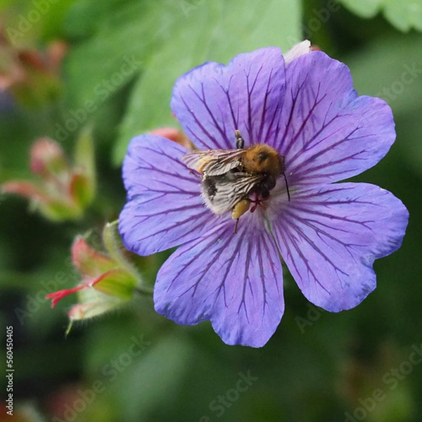 Fototapeta bee on a flower