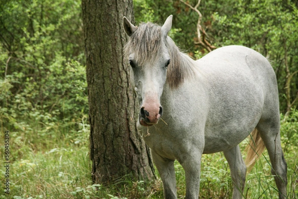 Obraz white horse in the field