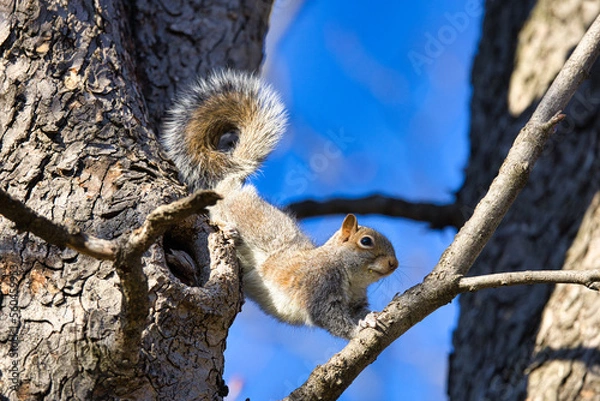 Obraz Eichhörnchen beim Klettern