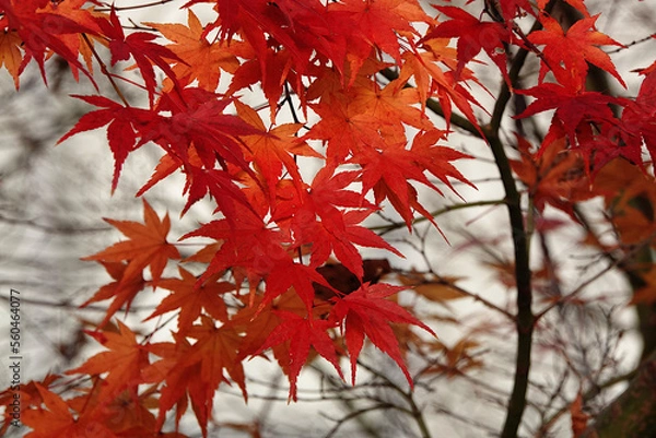 Obraz 美しく色づいた紅葉