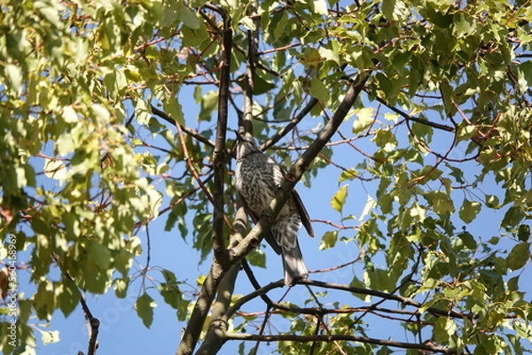 Obraz 冬の朝のヒヨドリ