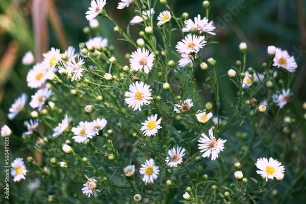 Obraz daisies in a field