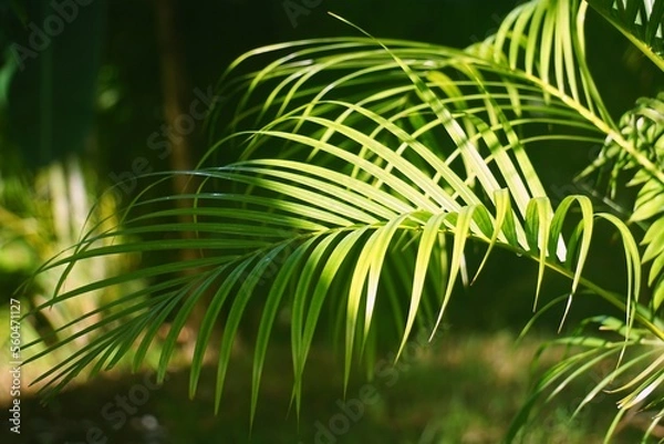 Obraz palm tree leaf