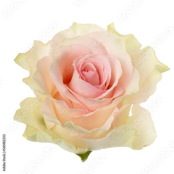 Fototapeta Pink rose isolated on white background closeup. Rose flower head in air, without shadow. Top view, flat lay.