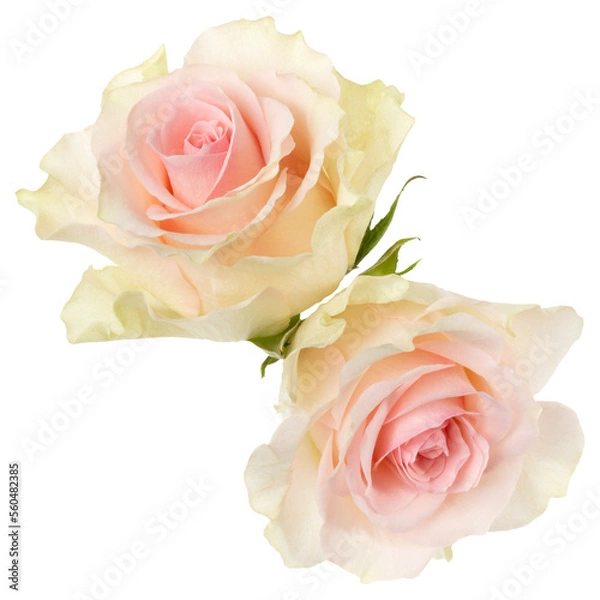 Fototapeta two pink roses isolated on white background closeup. Rose flower bouquet in air, without shadow. Top view, flat lay.