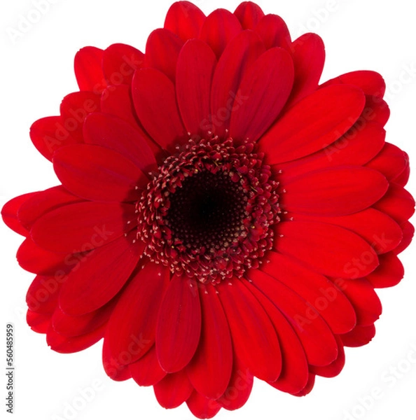Fototapeta red gerbera flower head isolated on white background closeup. Gerbera in air, without shadow. Top view, flat lay.