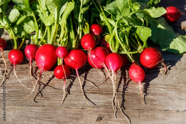 Fototapeta Fresh red radish with leaves on rustic wooden table. Top view