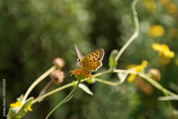 Obraz butterfly on flower
