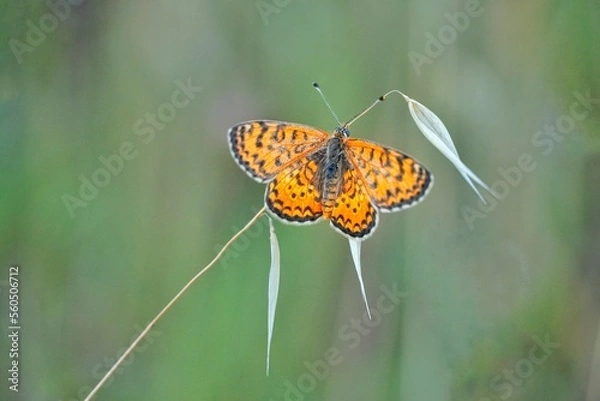 Obraz butterfly on flower