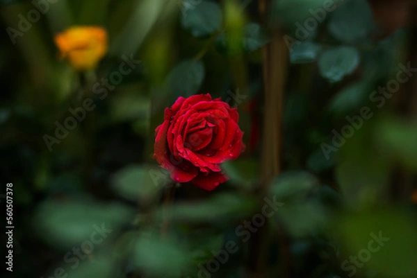 Obraz red rose in garden
