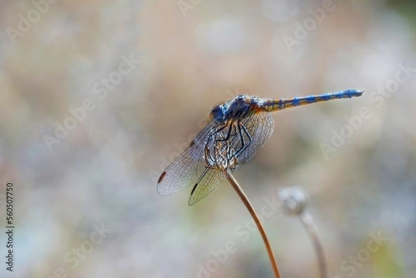 Obraz dragonfly on a branch