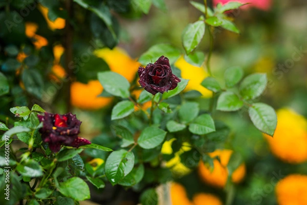 Obraz butterfly on a flower