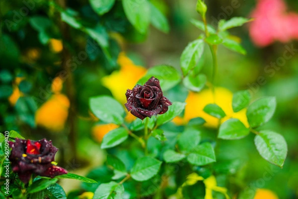 Obraz dark red rose in garden