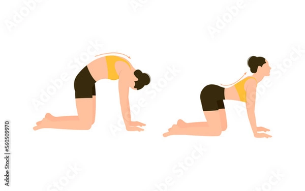 Fototapeta Demonstrating cat pose yoga asana isolated on the white background. Vector illustration