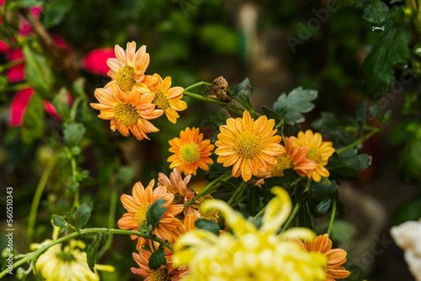 Obraz yellow and red flowers