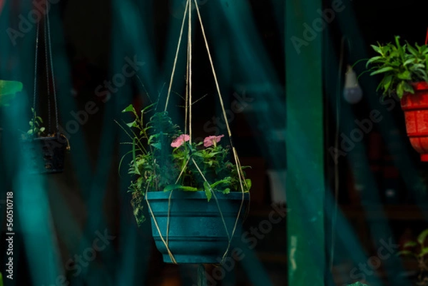 Obraz flowers in a window