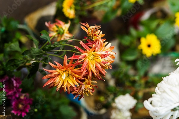 Obraz red and yellow flowers