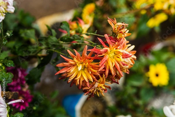 Obraz red and yellow flowers