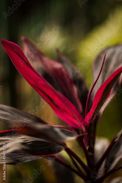 Obraz red and yellow flower