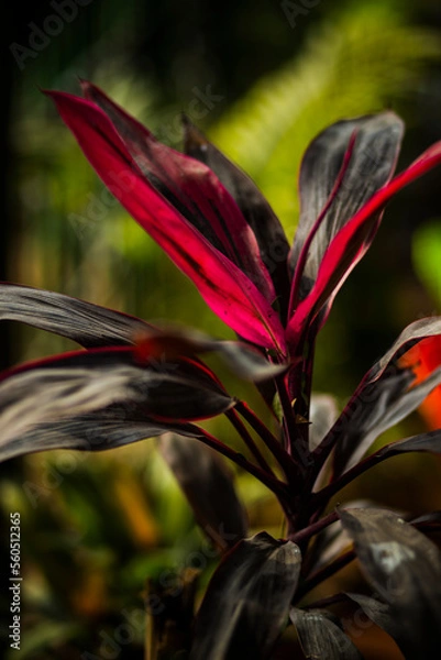 Obraz red and yellow flower