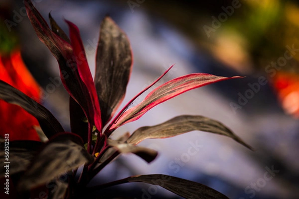 Obraz red and yellow