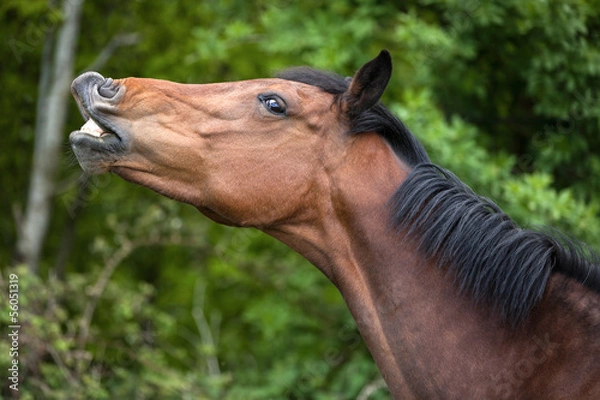 Obraz Funny horse showing its teeth