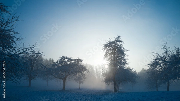Obraz tree in the snow