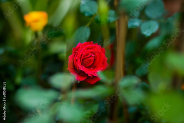 Obraz red rose in garden