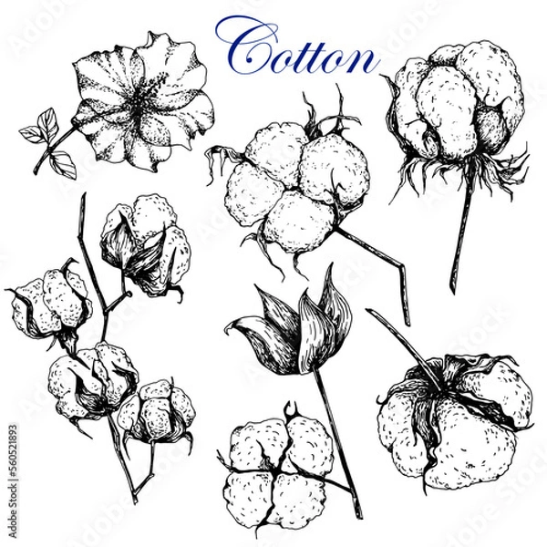 Fototapeta Cotton. Black and white sketch.Isolated on white. Vector. Hand drawing.Engraving. Plant branch with bud and leaves.Ripe bud.For labels,cotton product design