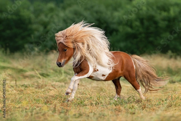 Fototapeta Miniature shetland breed pony running in the field in summer