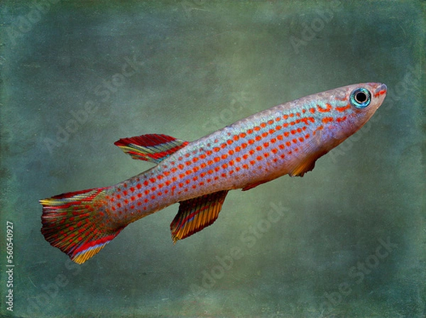 Obraz killifish fish in aquarium