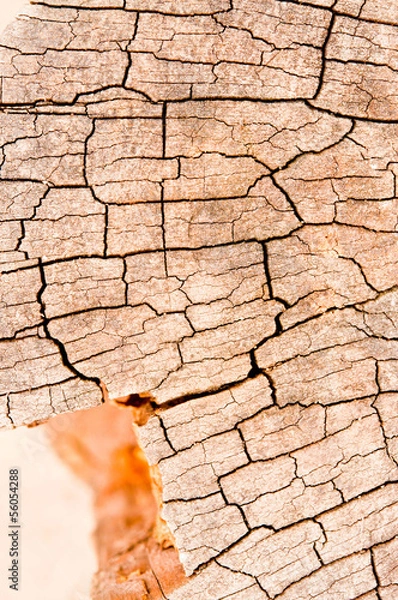 Obraz Pattern of wood.