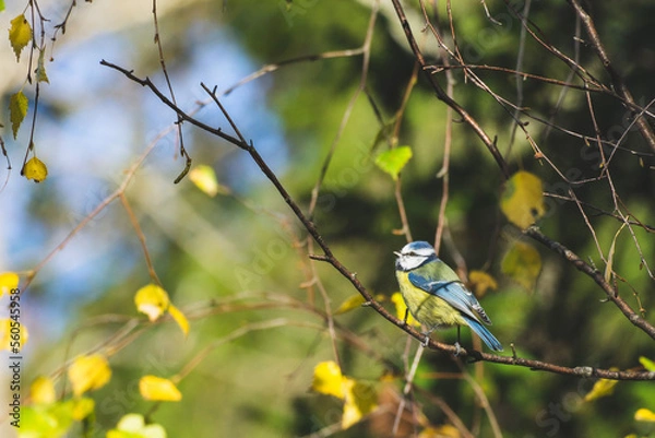 Obraz Eaurasian blue tit on a branch