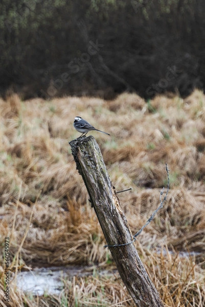 Obraz Wagtail in marsh sitting on the tree