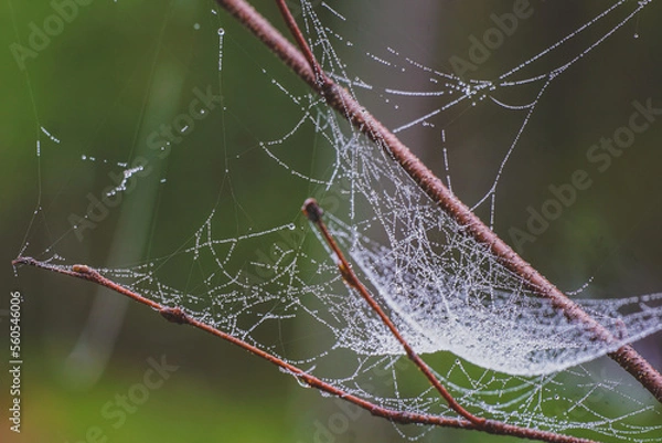Obraz spider web with dew drops
