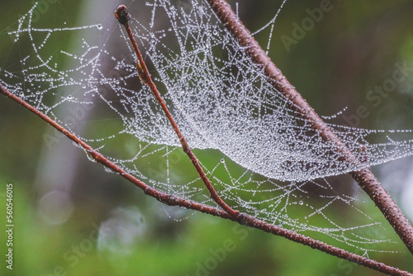 Obraz spider web with dew drops