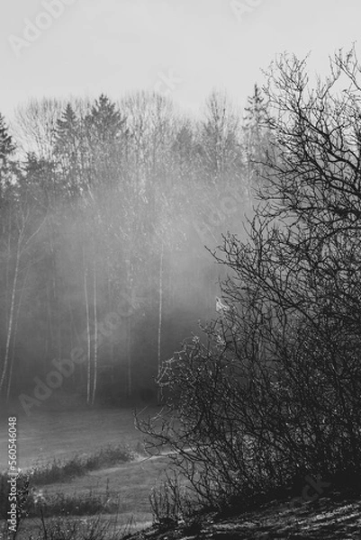 Fototapeta misty morning in the forest