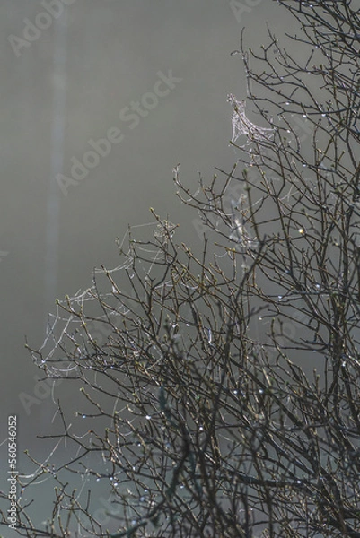 Obraz Spider web on the bushes