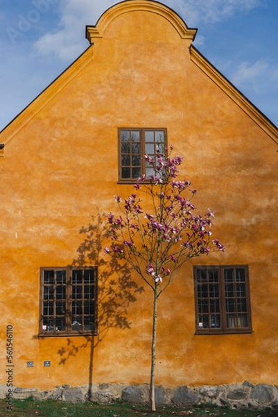 Obraz old house in the town with magnolia