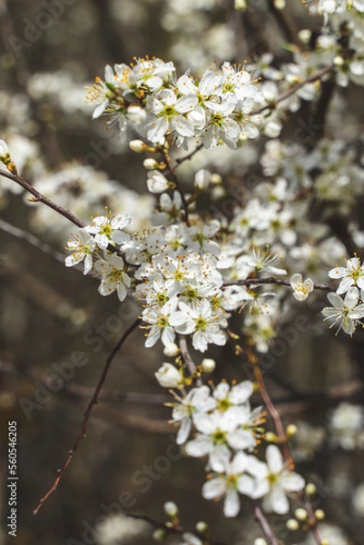 Obraz blossom in spring