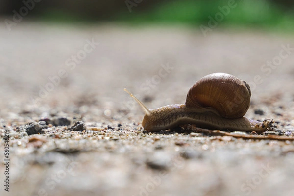Obraz snail on road