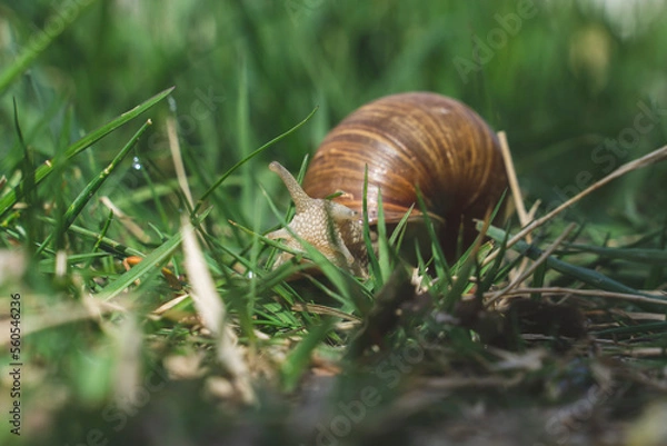 Obraz snail on grass