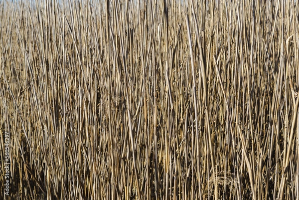 Obraz texture of straw
