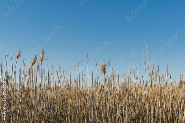 Obraz reed in the wind