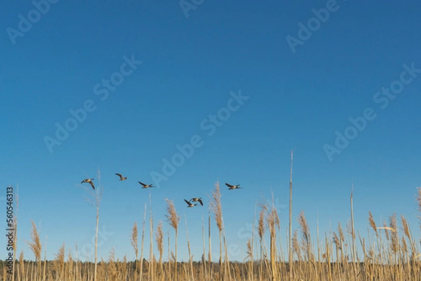 Obraz reeds on the bank of lake with birds